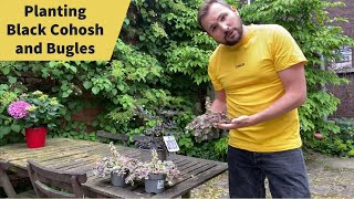 Planting a Black Cohosh Cimicifuga Ramosa and Variegated Bugles Ajuga Reptans [upl. by Aihsekal]