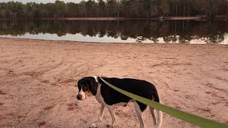 COONHOUND VISITS BELLEPLAIN STATE FOREST IN CAPE MAY COUNTY NJ [upl. by On584]