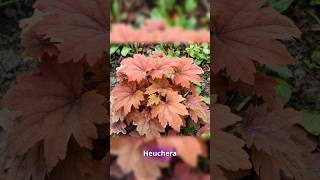 Justins Top 100 Plants Heuchera [upl. by Koziel]