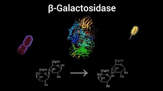 betaGalactosidase Enzyme  Function [upl. by Tnecniv]