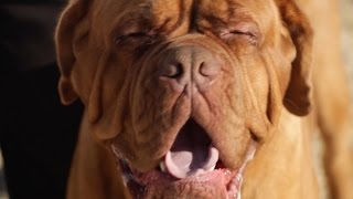 DOGUE DE BORDEAUX A DOG LOVERS INTRODUCTION [upl. by Pyne]