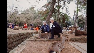 KYOTO Japan 🦌 TRAVEL VLOG  Crazy Deer amp Bamboo Forests 🎍⛩️ [upl. by Felipa]