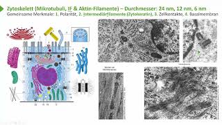 Allgemeine Histologie I EpithelienGemeinsame Merkmale  Intermediärfilamente I Prof Dr med Wirth [upl. by Hu]