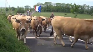 Transhumance à Aubrac [upl. by Frasch]