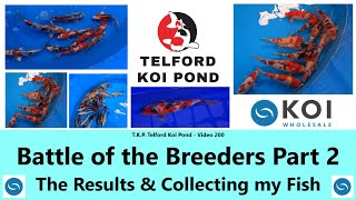 TKP Telford Koi Pond  Video 200  Battle of the Koi Breeders Part 2  Results amp the Fish koi [upl. by Jaela]