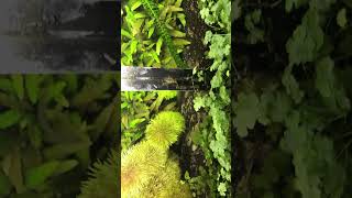 28 Year old low tech natural aquarium from above Cryptocoryne waterlettuce Ambulia [upl. by Ociredef]