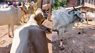 SAKSAR HAT R NEW GORUR COLLECTION TRENDING BEAUTIFUL COWS SALE VIRAL [upl. by Lamberto]