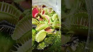 Carnivorous Plant Terrarium Ideas carnivorous carnivorousplants terrarium [upl. by Eindys]