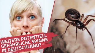 Neue giftige Spinne in Deutschland  Die falsche Witwe  Amputationen möglich  Ist sie gefährlich [upl. by Limay593]