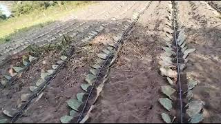 Fazenda WF PIONEIRA NO PLANTIO DE PALMA FORRAGEIRA EM SÃO DOMINGOS MARANHÃO [upl. by Atteuqram]