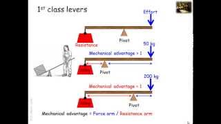 Lever systems in the human body [upl. by Schouten]