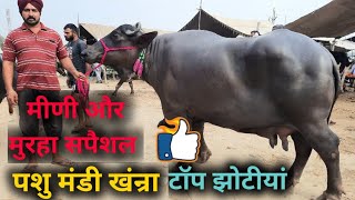 पशु मंडी खंन्रा 2852022 Live coverage  Khanna pashu mandi Meeni and murrah jbs dairy farming [upl. by Ylehsa935]