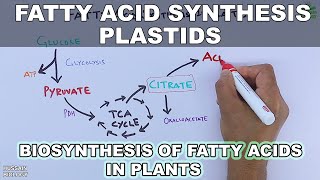 Fatty Acid Synthesis in Plastids [upl. by Elicul]