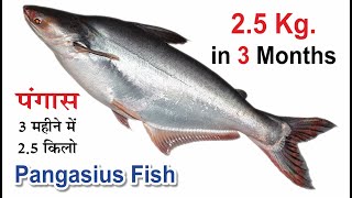 Pangasius fish farming in India  double profit in fish farming  High density fish farming [upl. by Hanshaw]