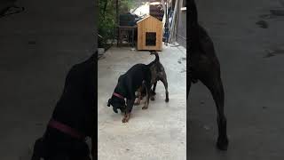 Pitbull vs Rottweiler staffordshirewildlife pitbull [upl. by Caiaphas146]