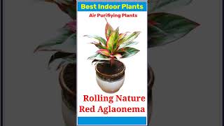 Top 20 Indoor Plants 🪴 l Best Air Purifying Indoor Plants l indoorplants [upl. by Neivad]