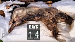 Time Lapse Pig Decomposition  Secrets of Everything  Earth Science [upl. by Zelten]