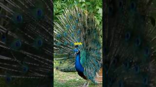 The Stunning Satyr Tragopan NaturesJewel [upl. by Bilak]