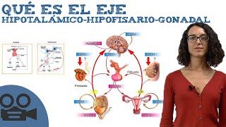 Qué es el Eje hipotalámicohipofisariogonadal [upl. by Kelwen]