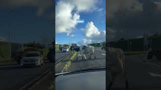 Azorean cows ❤️ in São Miguel azores azoresislands azoreswhatelse [upl. by Silas609]