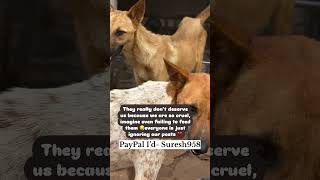 Stray dog Feeding  Rescued Stray puppiesSave Animals dogs doglover feedingstraydogs petcare [upl. by Boni947]