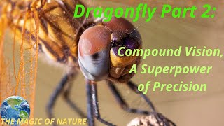 Dragonfly Part 2 Compound Vision A Superpower of Precision [upl. by Einnej]