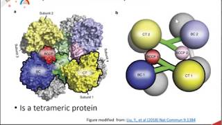 Gluconeogenesis part 1 of 3 Overview and Pyruvate Carboxylase Activity [upl. by Faruq]