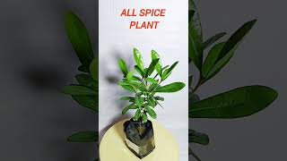 All spice plant hybrid verity plants garden indoorplants health masala plant allspice [upl. by Kalvin]