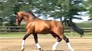 Argentinus  Oldenburg Stallion [upl. by Ewall819]