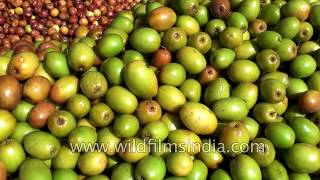 Ber Zizyphus mauritiana or Indian Jujube [upl. by Torbart]