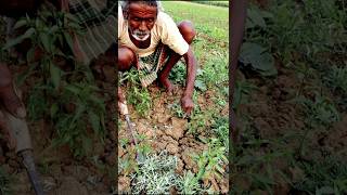 Weeding by an Aged Farmer in Chilli Field shorts [upl. by Nae]