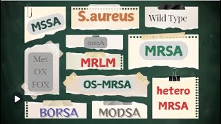 MSSA BORSA MODSA MRSA OSMRSA Hetero MRSA MRLM [upl. by Alled]