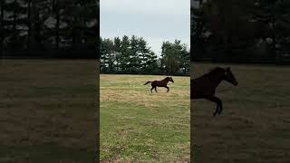 Simply observe how a horse is happy running in its corralhorse caballos horsesports rodeo [upl. by Rue]