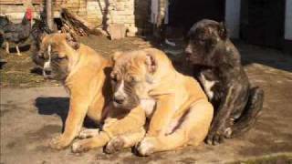 Bandog stenciwmv [upl. by Jedlicka509]