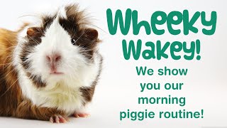 Guinea Pig MORNING CARE ROUTINE for 5 Piggies  Spot Clean Feeding amp Fun [upl. by Hillari]