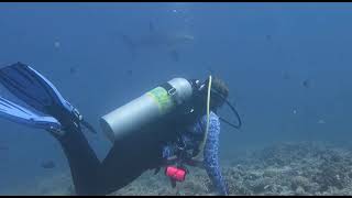 Diving with The Thresher Sharks Malapascua Philippines [upl. by Ailina406]