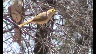 Whiteplumed Honeyeater [upl. by Greenleaf]