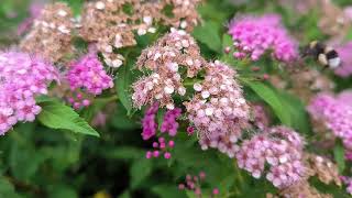 Beautiful Perennial Flowers from our garden at Võru perinnialplants [upl. by Asimaj]