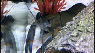 Keeping and breeding Crayfish easiest guide [upl. by Lerrud]