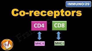 Coreceptors CD4 and CD8 FLImmuno29 [upl. by Kcira]