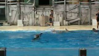 Dolfijnenshow Boudewijnpark Brugge Dolphin show [upl. by Proudlove554]