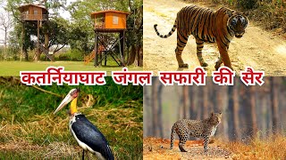 कतर्नियाघाट जंगल सफारी  katarniaghat wildlife sanctuary  a trip to katarniaghat wildlife sanctuary [upl. by Bruns]