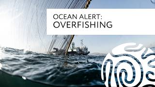 Ocean Alert Overfishing [upl. by Burns301]