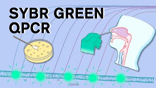 SYBR Green qPCR [upl. by Arhna]