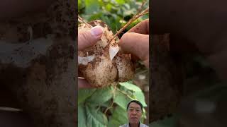 Thu Hoạch Củ Đậu jicama harvest satisfying [upl. by Silloh]