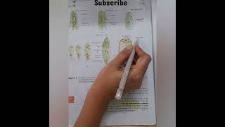 Embryo sac or female gametophyte biology neet ncert cbse [upl. by Parsaye]