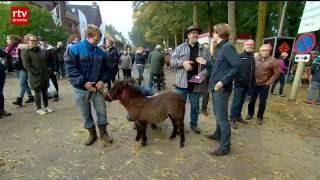 Paardenmarkt Zuidlaren drukker bezocht [upl. by Etnud]