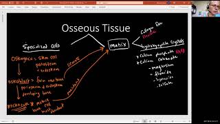 Biology 2010 Chapter 6 The Skeletal System Osseous Tissue Video 5 [upl. by Ines]