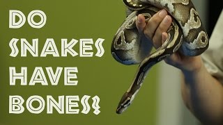 Episode 2  Do snakes have bones [upl. by Anitsim]