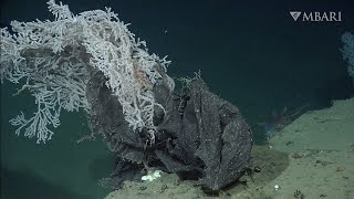 MBARI’s underwater robots find plastic pollution from the surface to the deep seafloor [upl. by Inalial]